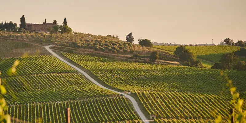 Rebenland im Sonnenschein: Weite Weinberge mit einem malerischen Bauernhaus im Hintergrund und einer geschwungenen Straße.