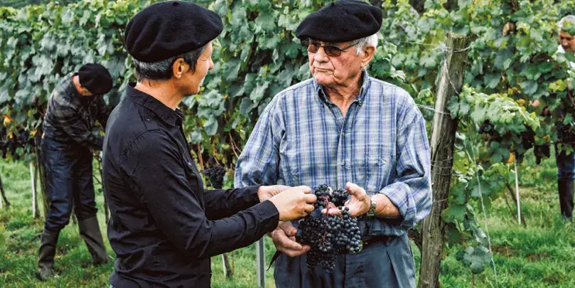 Plaimont: Zwei Winzer im Weinberg besprechen die Traubenernte, umgeben von grünen Reben im Südwesten Frankreichs.