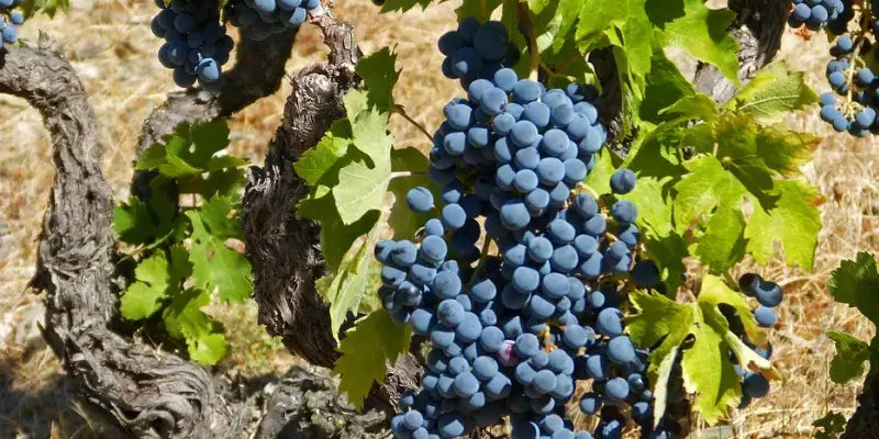 Primitivo Trauben an einer alten Rebstockpflanze in Apulien, ideal für italienische Weine.