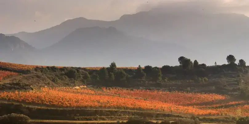 Weingut Ramon Bilbao: Weinberge in der Rioja mit herbstlichen Farben und sanften Berglandschaften.