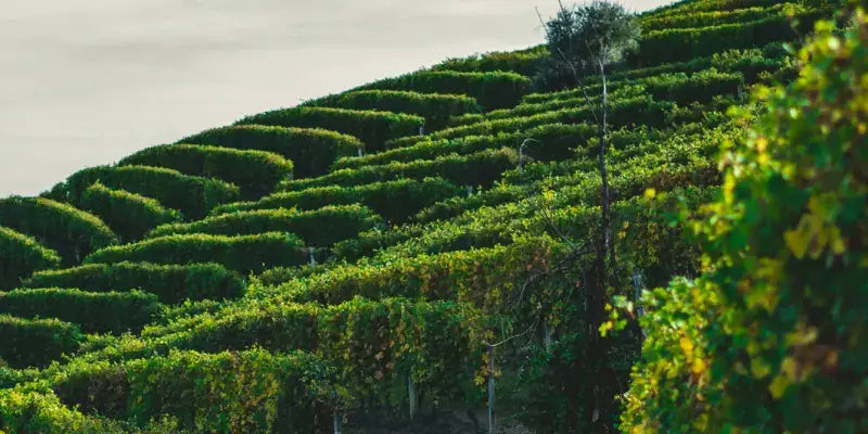 Wo die Sonne die Trauben küsst: Grünes Weinberggelände mit sorgfältig angelegten Reben und sanften Hügeln.