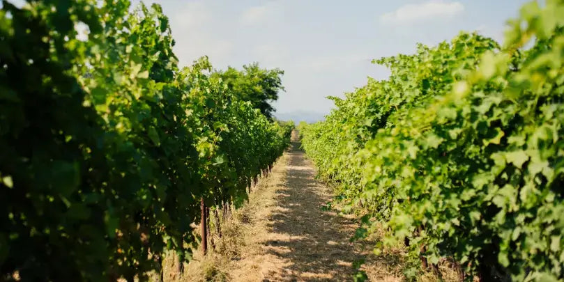 Cecilia Beretta Prosecco Frizzante DOC Weinberg mit grünen Reben und einem klaren Himmel im Hintergrund.