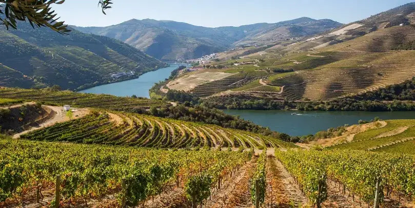 Gran Cruz und der White Portwein: Weitläufige Weinberge am Douro-Fluss mit sanften Hügeln.