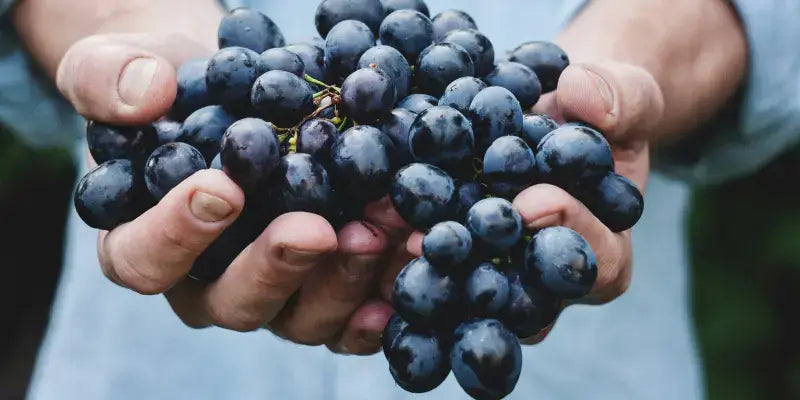 Integrierter Weinbau: Frische Trauben in Händen, Symbol für nachhaltigen Anbau und respektvollen Umgang mit der Natur.