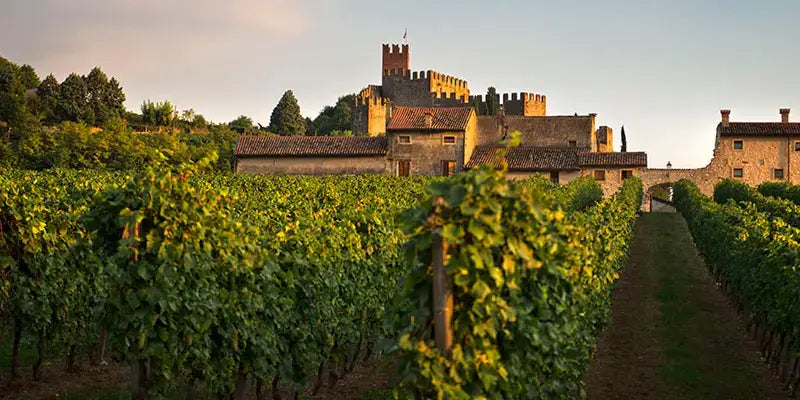 Eintauchen in die Welt des Amarone: Weinberg mit historischem Schloss in Valpolicella.