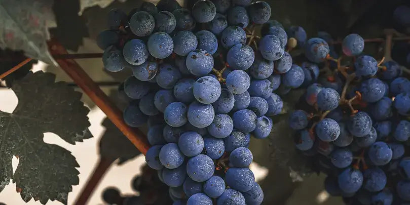 Cabernet Franc Trauben am Weinstock, voller Aromen und reif für die Weinproduktion.