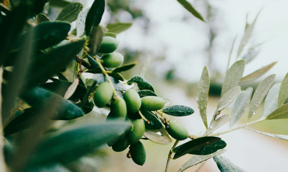 Grüne Oliven am Baum, fruchttragende Zweige mit frischen Blättern, Teil der Olive-Pflanze in der Natur.