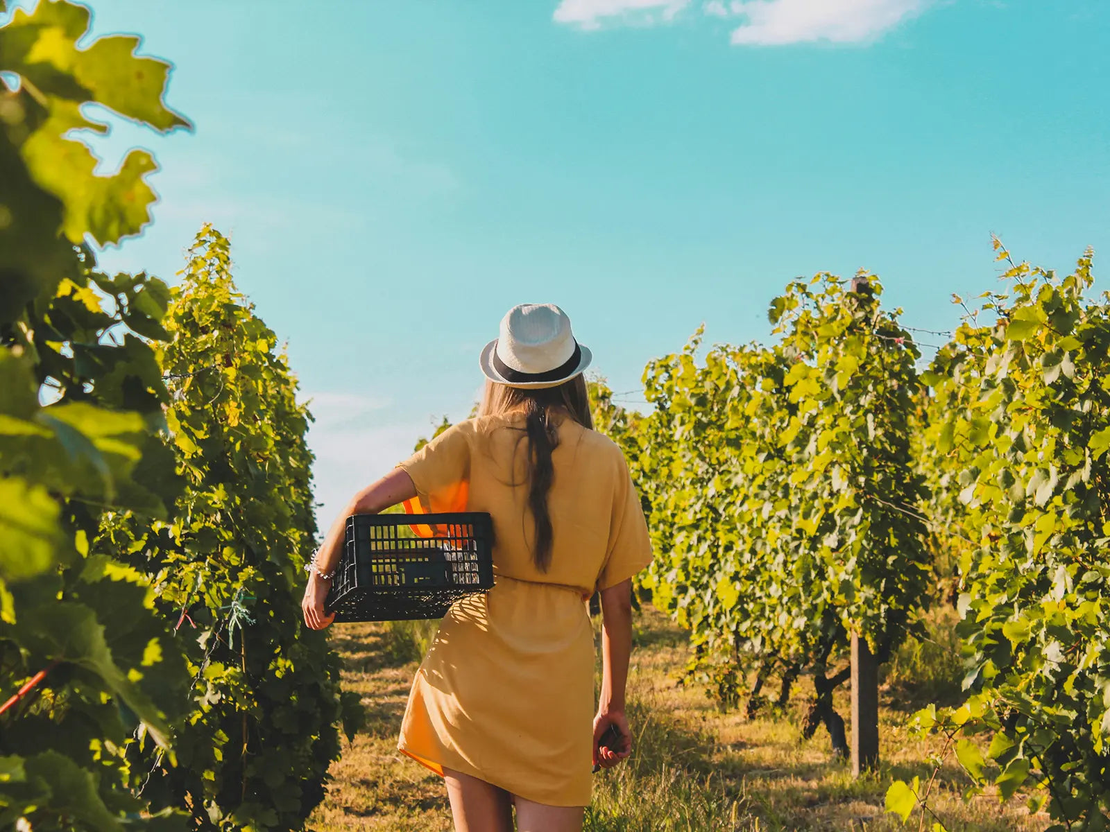 Frau in gelbem Kleid mit Erntekiste geht durch eine begrünte Rebzeile im sommerlichen Weinberg unter blauem Himmel