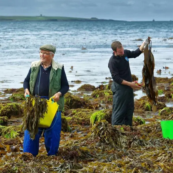 gid://shopify/MediaImage/44835546235223