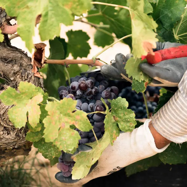 gid://shopify/MediaImage/51092160151895