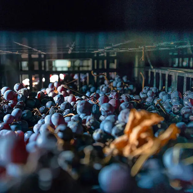 gid://shopify/MediaImage/50838600384855