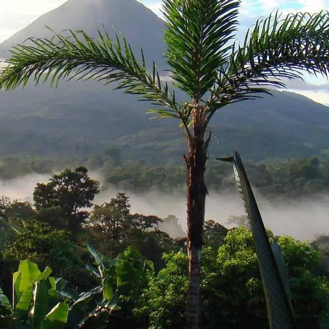 gid://shopify/MediaImage/51209208562007