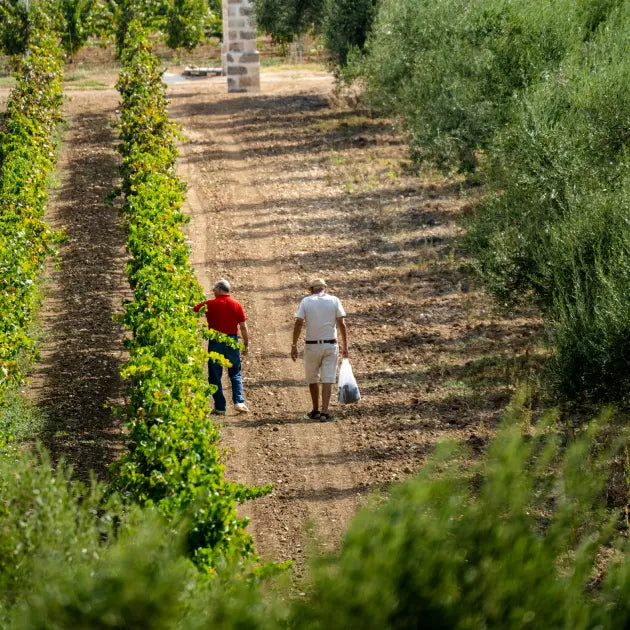 gid://shopify/MediaImage/50878978949463