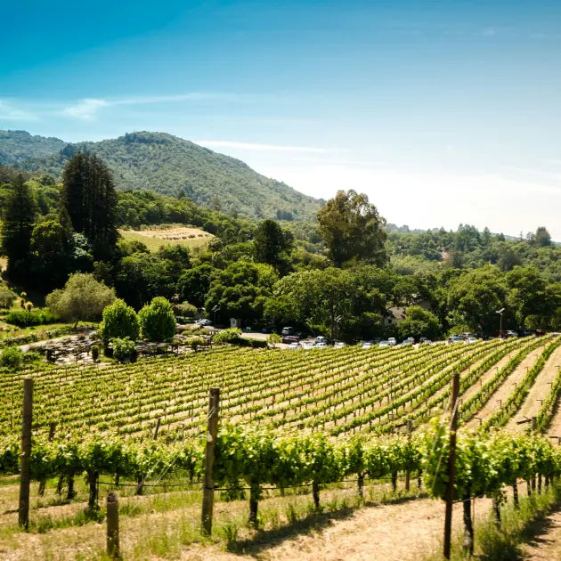 gid://shopify/MediaImage/50878978883927