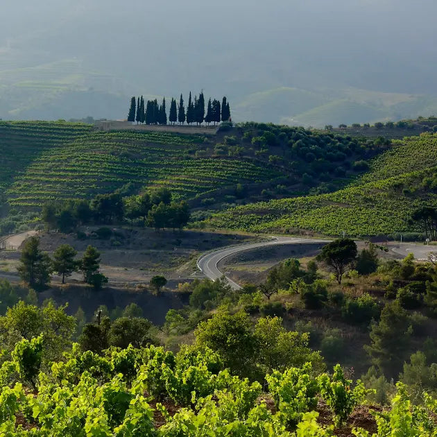 gid://shopify/MediaImage/50941046292823