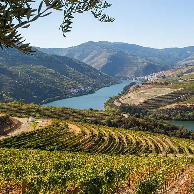 gid://shopify/MediaImage/51005951344983