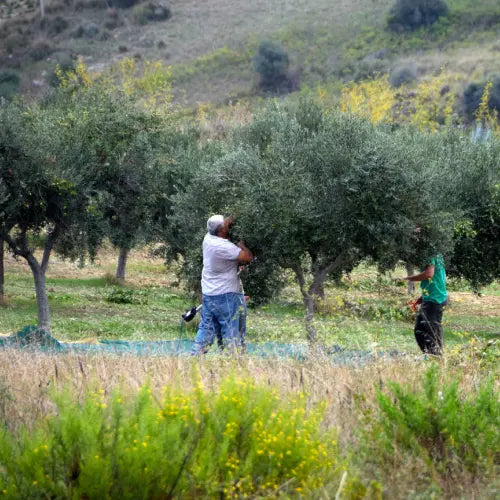 gid://shopify/MediaImage/44658675122519