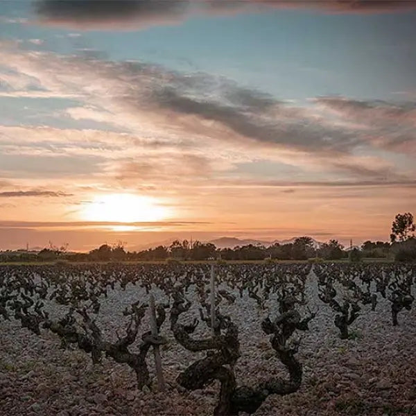 gid://shopify/MediaImage/57919711969623