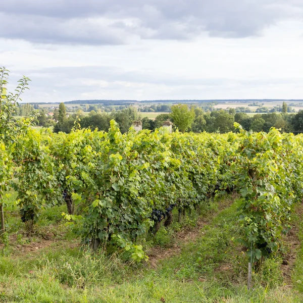 Weinberge der Famille Amirault-Grosbois an der Loire
