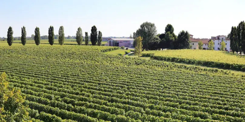Weingut Paladin mit Weinbergen und Gebäuden, eindrucksvolle Landschaft in Italien