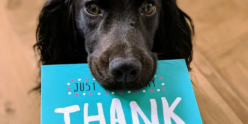 Hund hält dankbare Grußkarte auf dem Boden, fröhliche Stimmung mit einem schwarzen Hund und blauer Karte.