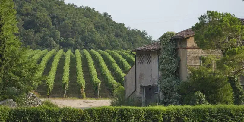 Vigneti Villabella: Weinberg mit Traubenreben und traditionellem Haus in den Moränenhügeln am Gardasee.