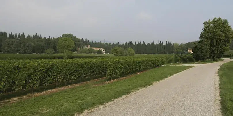 Vigneti Villabella Weinberge in Valpolicella mit Weg und Bäumen unter bewölktem Himmel.