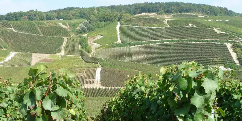 Eintauchen in die Welt des Champagners: Blick auf die Weinberge in der Champagne von André Roger.