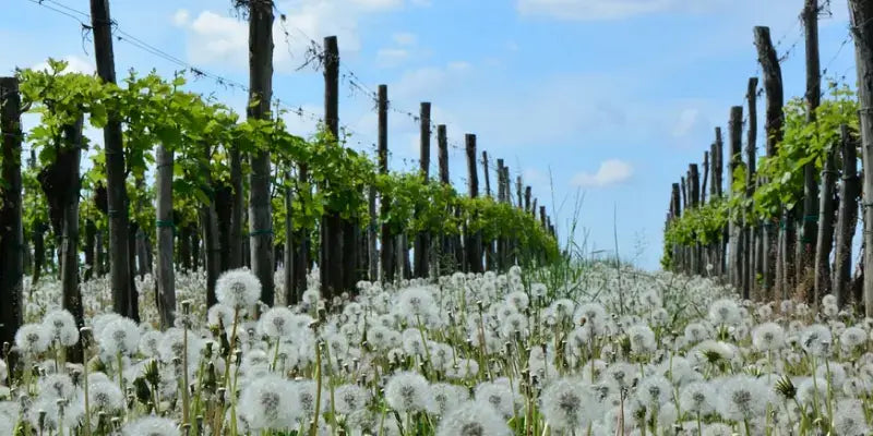 Hessische Bergstraße Weinregion mit dichten Wiesen von Pusteblumen zwischen Weinreben unter blauem Himmel.
