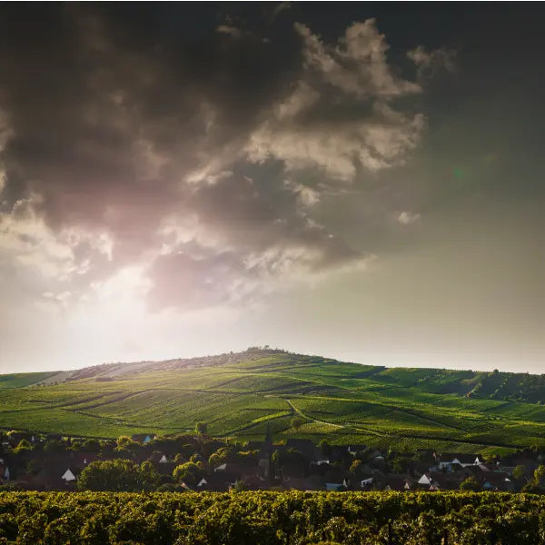 Weingut