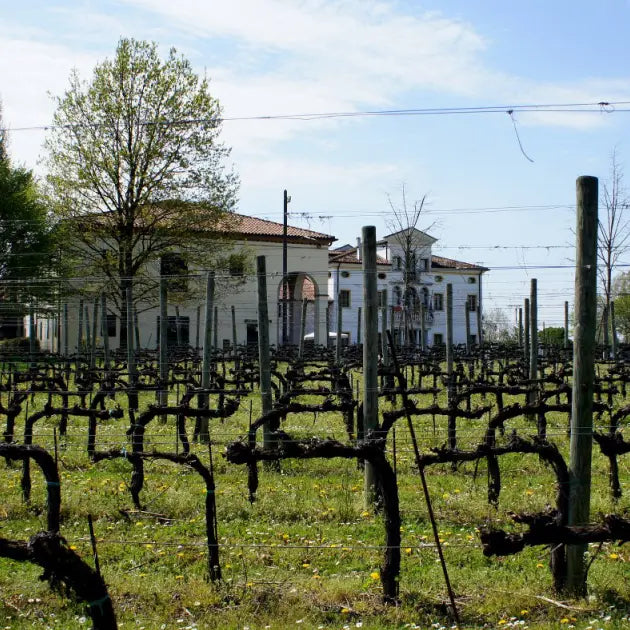 Weingut