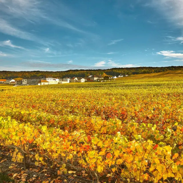 Weingut
