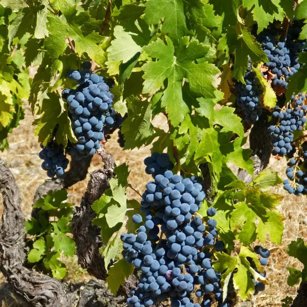 Weingut