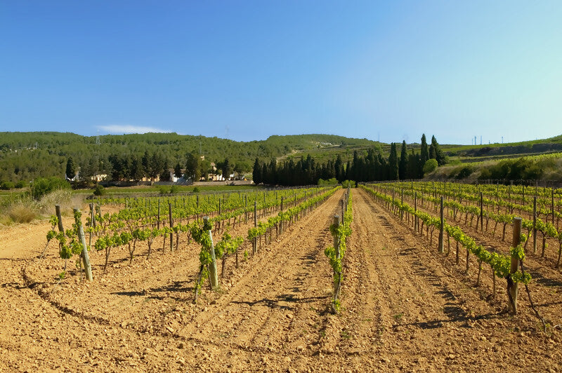 Weingut