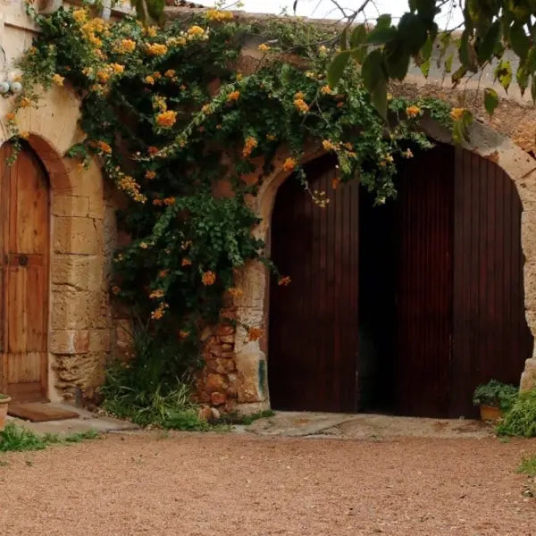 gid://shopify/MediaImage/58008111317335