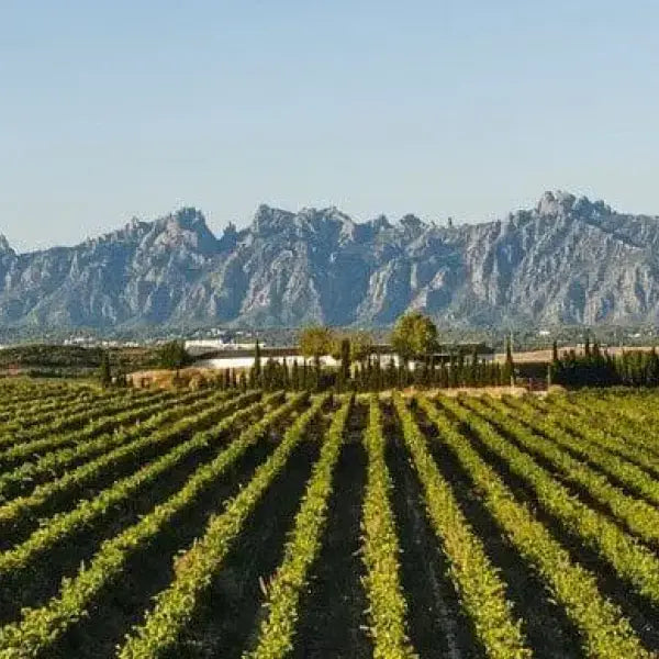 gid://shopify/MediaImage/58026437902679