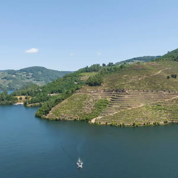 gid://shopify/MediaImage/58014581227863