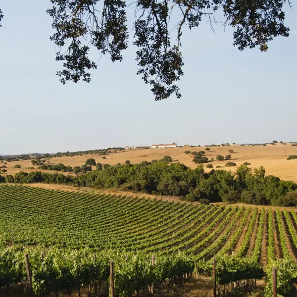 Weingut