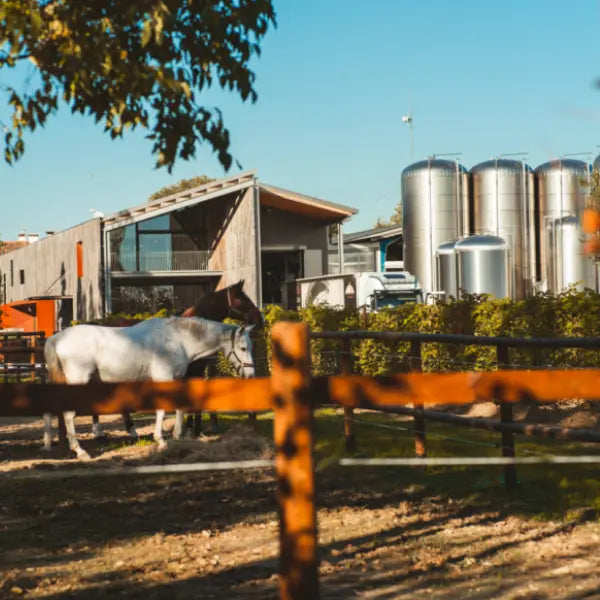 gid://shopify/MediaImage/58008986157399