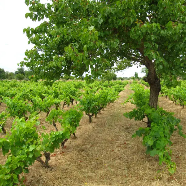 Weingut