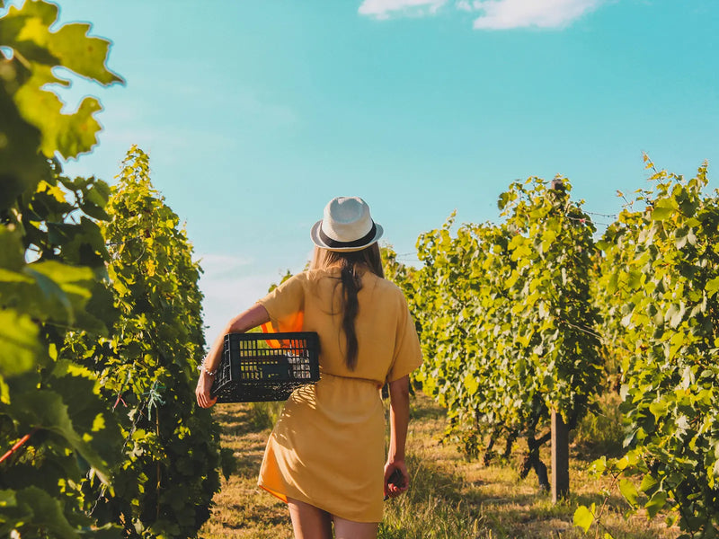 Weinberge — acht Anbauländer im Wein-Sortiment
