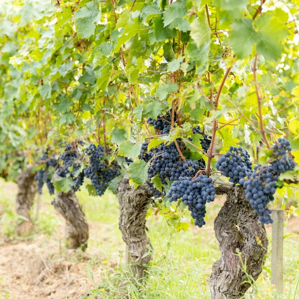 Weingut