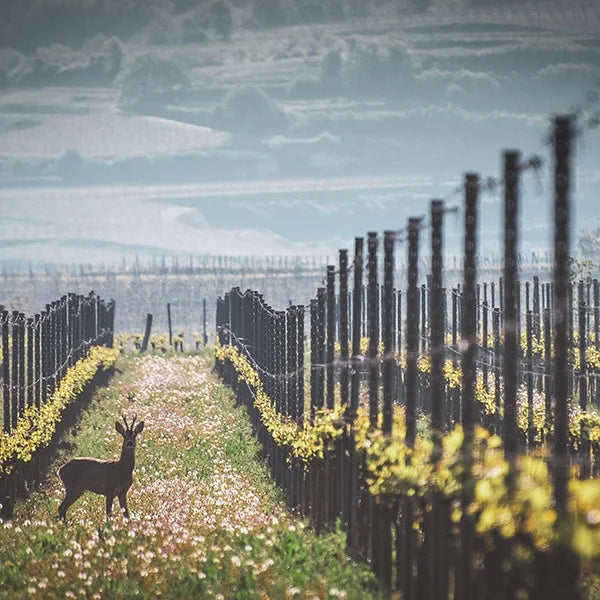 Weingut
