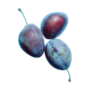 Pflaume