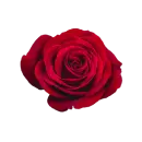 Rosen