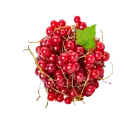 Rote Johannisbeere
