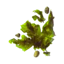 Seetang