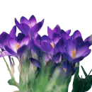 Veilchen