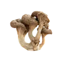 Pilz
