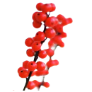 Ginseng